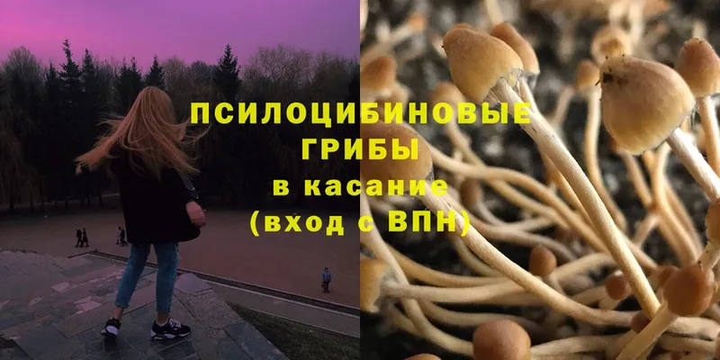 мега рабочий сайт  Видное  Галлюциногенные грибы Psilocybe 